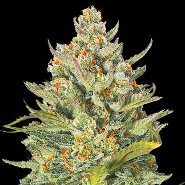 Auto Mimosa Max Samen > G13 Labs | Autoflowering Hanfsamen  |  Sativa
